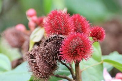 Spice Tour In Zanzibar