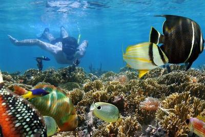 Snorkeling at Mnemba Island Atoll - Private Tour