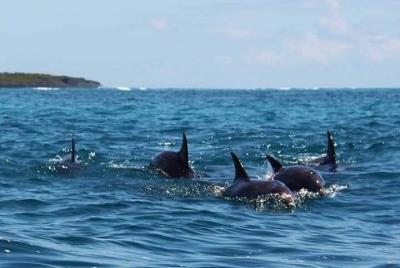 Taxi & Shuttles with Self-Guided Drivers and Excursions