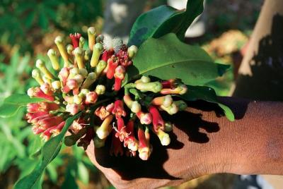 Zanzibar Spice Tour Zanzibar Spice Tour