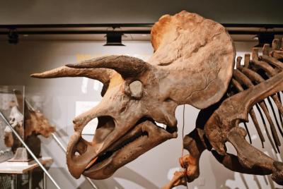 Smithsonian Natural History & National Gallery of Art Guided Tour - Private Tour