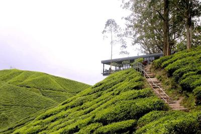 Cameron Highlands Tour From Kuala Lumpur (Special Deal) Cameron Highlands Tour From Kuala Lumpur (Special Deal)
