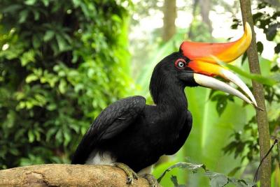 Kuala Lumpur Bird Park Admission with Return Transfer