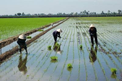 Full-Day Sekinchan Sightseeing Trip from Kuala Lumpur