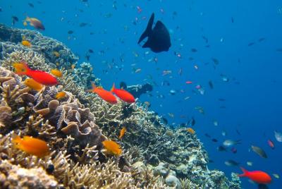 Cozumel Reef Snorkeling Tour Cozumel Reef Snorkeling Tour
