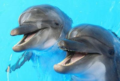 Dolphin Watch (2hours) :Muscat Tours Dolphin Watch (2hours) :Muscat Tours