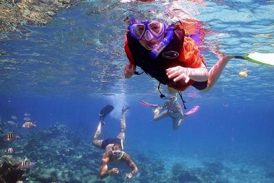 Dolphin Watching & Snorkeling