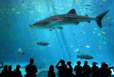 SEA LIFE Ocean World at Bangkok Admission Ticket SEA LIFE Ocean World at Bangkok Admission Ticket