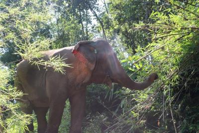 Half Day Visit Chiang Mai Eco Elephant Care Half Day Visit Chiang Mai Eco Elephant Care