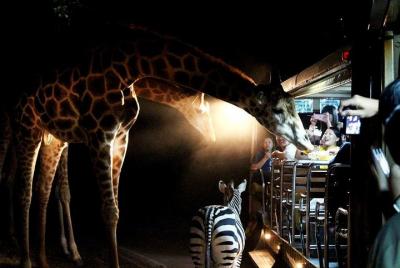 3-Hour Chiang Mai Night Safari 3-Hour Chiang Mai Night Safari