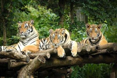 Chiang Mai Night Safari Tour including Round-Trip Transfer Chiang Mai Night Safari Tour including Round-Trip Transfer