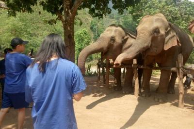 Elephant Sanctuary, Trekking and White Water Rafting in Chiang Mai Elephant Sanctuary, Trekking and White Water Rafting in Chiang Mai