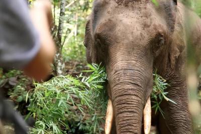 2-Day Kindred Spirit Elephant Sanctuary in Chiang Mai 2-Day Kindred Spirit Elephant Sanctuary in Chiang Mai