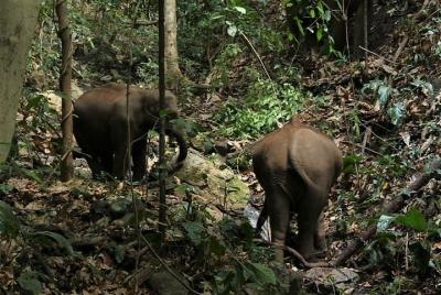 stay in the village and meet elephants stay in the village and meet elephants