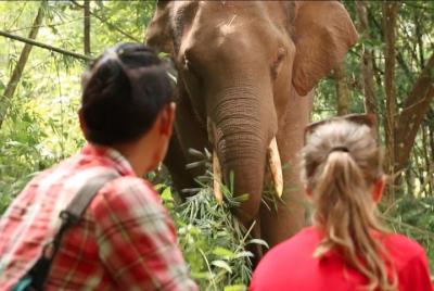 3-Day Kindred Spirit Elephant Sanctuary Chiang Mai 3-Day Kindred Spirit Elephant Sanctuary Chiang Mai