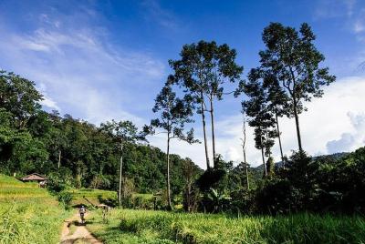 Rural Explorer Mountain Biking Tour Chiang Mai Rural Explorer Mountain Biking Tour Chiang Mai