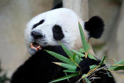 Chiang Mai Zoo Admission Ticket with Roundtrip Transfer Chiang Mai Zoo Admission Ticket with Roundtrip Transfer