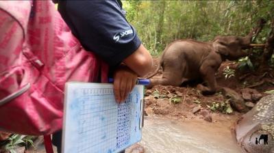 6days/5nights Volunteering Kindred Spirit Elephant Sanctuary Chiang Mai 6days/5nights Volunteering Kindred Spirit Elephant Sanctuary Chiang Mai