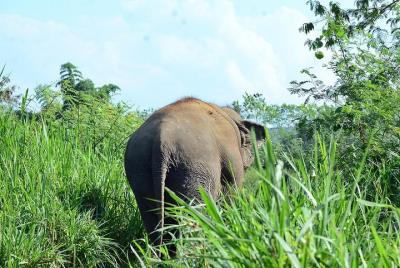 Elephant Sanctuary+Bamboo Rafting+Long Neck Village Elephant Sanctuary+Bamboo Rafting+Long Neck Village
