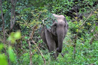 Wild Elephant Watching at Kuiburi National Park Tour  Wild Elephant Watching at Kuiburi National Park Tour