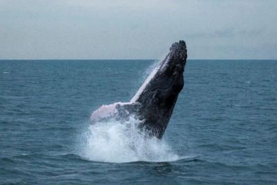 Exclusive Whale Watching Adventure From Panama City Exclusive Whale Watching Adventure From Panama City