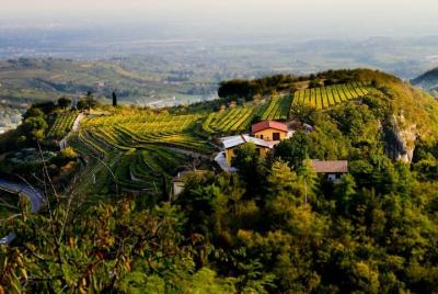 From Verona and Garda: Private day tour in Valpolicella with lunch From Verona and Garda: Private day tour in Valpolicella with lunch