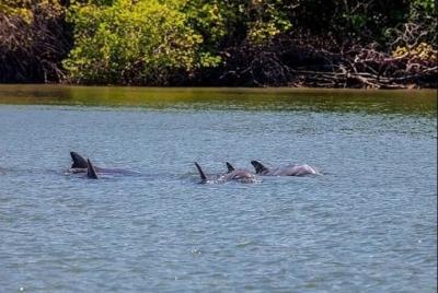 Full-Day Shared Dolphin Watching in Puerto El Morro from Guayaqui Full-Day Shared Dolphin Watching in Puerto El Morro from Guayaqui