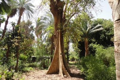 The Island of the plants