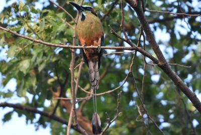 Private Bird Walking Tour in El Salvador Private Bird Walking Tour in El Salvador