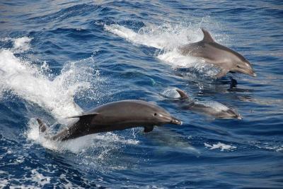 Puerto Princesa Dolphin Watching Tour Puerto Princesa Dolphin Watching Tour