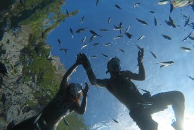 From Khao Lak : Phi Phi Snorkeling Day Trip by Speedboat Including Buffet Lunch
