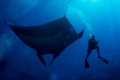 2-Day Similans Scuba Diving from Phuket