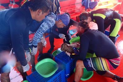 2-Day Coral Propagation Course in Koh Chang with Hotel Pickup