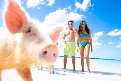 Pig Feeding, Kayaking, Snorkeling Trip at Pig Island By Speedboat From Koh Samui