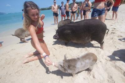 Pig Feeding, Kayaking & Snorkeling Trip at Pig Island,Koh Samui by Longtail Boat