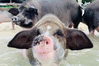 Pig Island Tour by Long tail Boat Pig Island Tour by Long tail Boat
