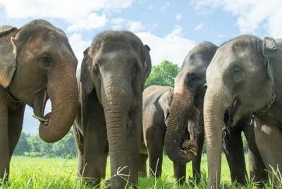 Half-Day Ethical Koh Samui Elephant Jungle Sanctuary Visit  Half-Day Ethical Koh Samui Elephant Jungle Sanctuary Visit