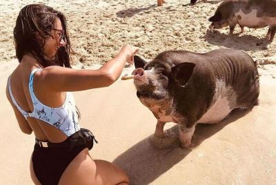 Pig Island Day Trip from Koh Samui by Speedboat Pig Island Day Trip from Koh Samui by Speedboat