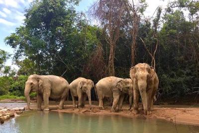 Elephant Sanctuary in Koh Samui Elephant Sanctuary in Koh Samui