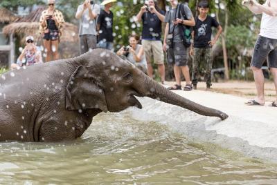 Half-Day Elephant Care Samui