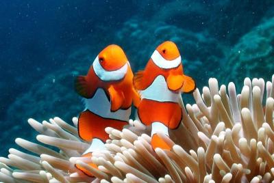 1-Day Try Scuba Diving Program in Ko Lipe 1-Day Try Scuba Diving Program in Ko Lipe