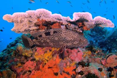 PADI Discover Scuba Diving in Koh Phangan (Beginners)