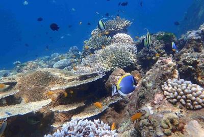 The Best Snorkeling Trip at Yawasam Island & Popular Krabi 5 Isla
