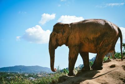 Elephant Jungle Sanctuary: Half Day Afternoon Program