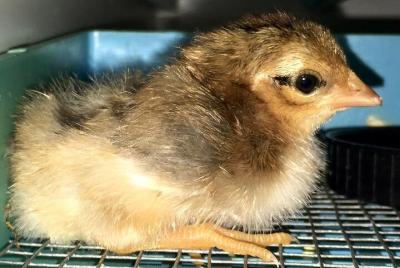 Phuket Orchid Farm Entrance Tickets