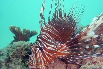 Kata Beach Scuba Diving, 3 hour trip