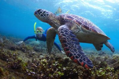 Snorkeling and Watersport Activities at Fujairah Snoopy Island
