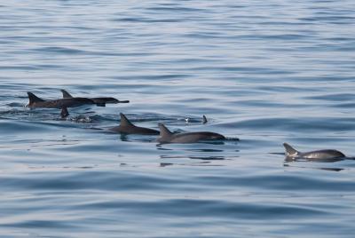 Dolphin Watching tour Dolphin Watching tour