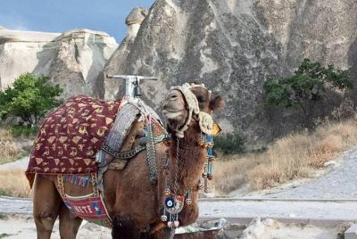 Get the Hump on Cappadocia Get the Hump on Cappadocia's Camel ride