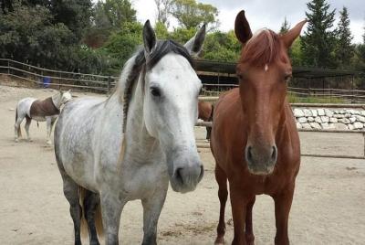 Kusadasi Horse Safari Tour For an Unforgettable Experience